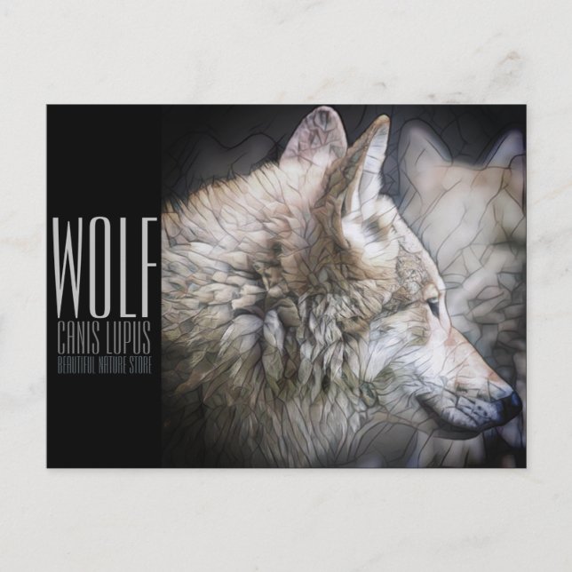 Carte Postale Wolf [Carte postale] (Devant)