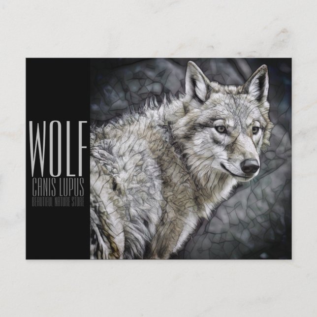 Carte Postale Wolf [Carte postale] (Devant)