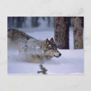 Carte Postale Wolf Courant Dans La Neige