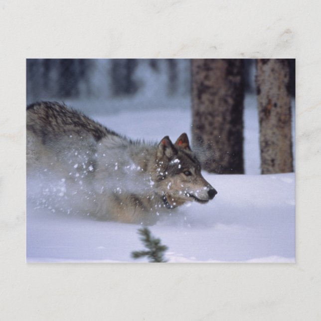 Carte Postale Wolf Courant Dans La Neige (Devant)