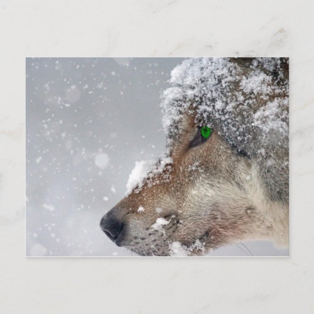 Carte postale Wolf couvert de neige (Devant)