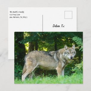 Carte Postale Wolf dans les bois