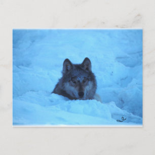 Carte postale Wolf en bois de neige bleu