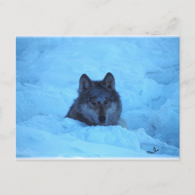 Carte postale Wolf en bois de neige bleu (Devant)