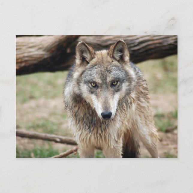 Carte postale Wolf Grey (Devant)