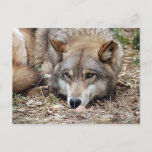 Carte postale Wolf Grey