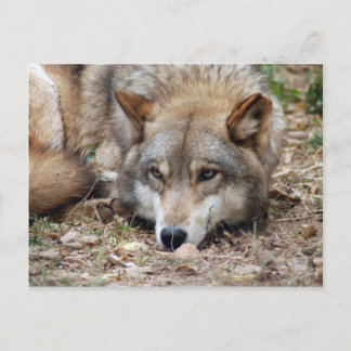 Carte postale Wolf Grey
