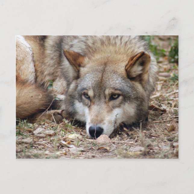 Carte postale Wolf Grey (Devant)