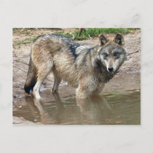 Carte postale Wolf Grey