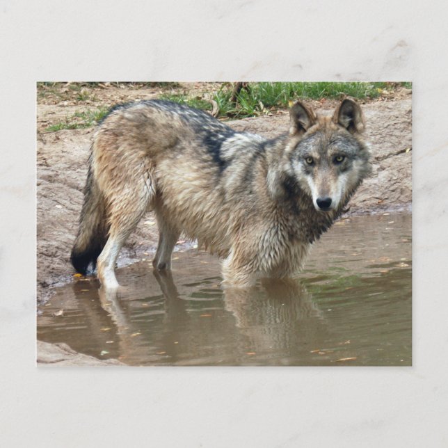 Carte postale Wolf Grey (Devant)