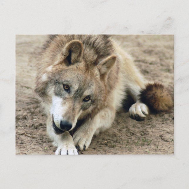 Carte postale Wolf Grey (Devant)