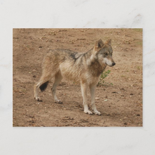 Carte postale Wolf Grey (Devant)