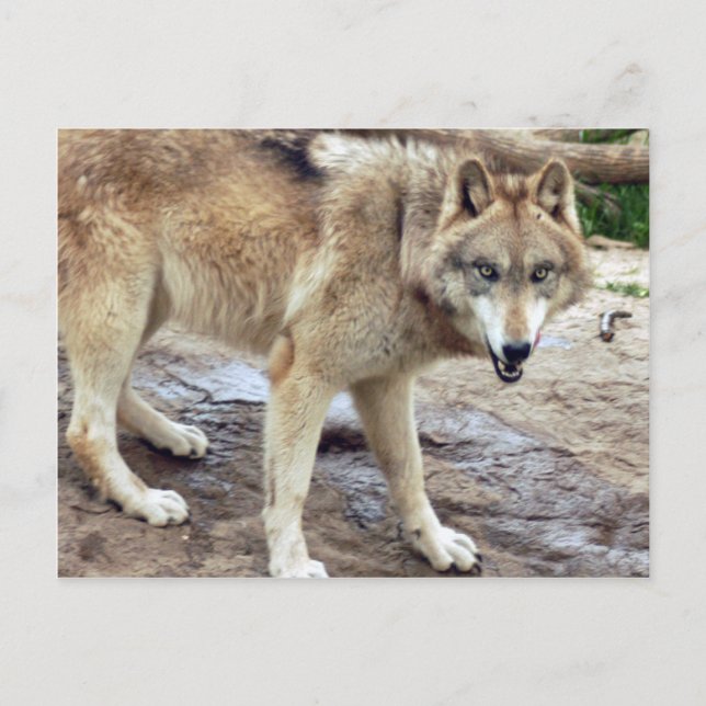 Carte postale Wolf Grey (Devant)