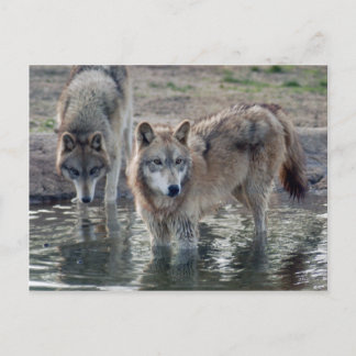 Carte postale Wolf Grey