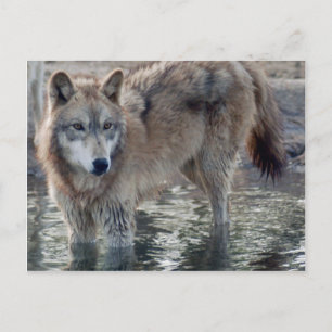 Carte postale Wolf Grey
