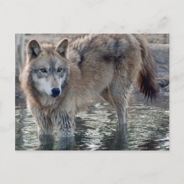 Carte postale Wolf Grey (Devant)