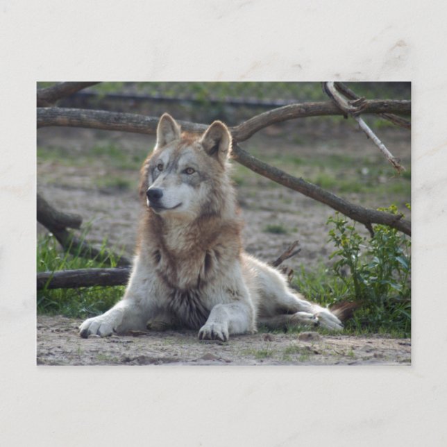 Carte postale Wolf Grey (Devant)