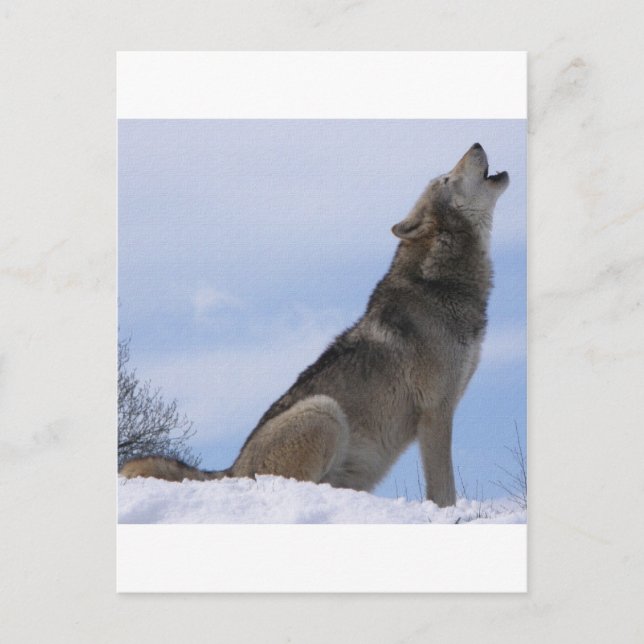 Carte Postale Wolf Howl (Devant)