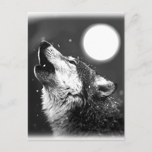 Carte Postale Wolf Howling à Moon (Devant)