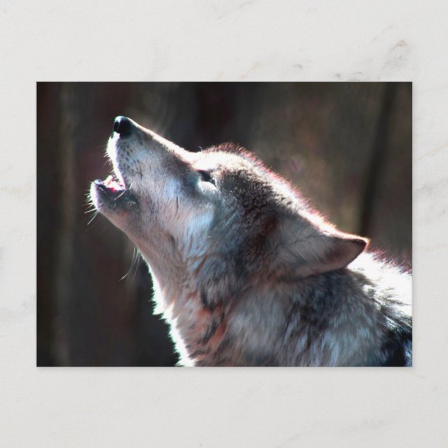 Carte Postale Wolf Howling Loup solitaire (Devant)