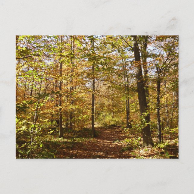 Carte Postale Wolf Rocks Trail en automne Pennsylvanie Paysage (Devant)