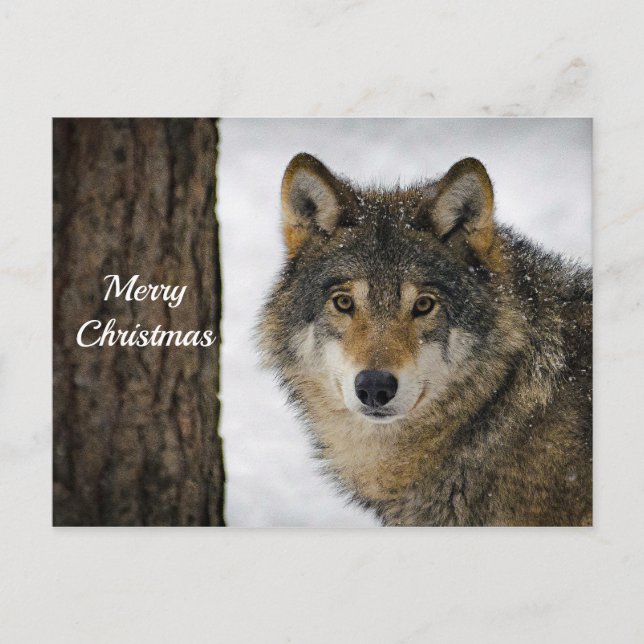 Carte Postale Wolf Snow Tree photo Noël (Devant)
