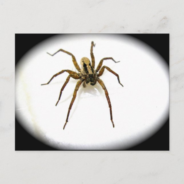 Carte postale Wolf Spider Homme (Lycosidae) (Devant)