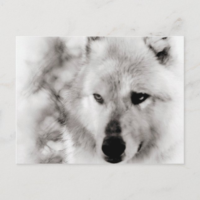 Carte Postale Wolf Spirit (Devant)