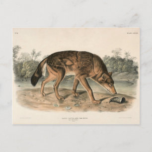 Carte Postale Wolf texan rouge (Canis lupus) de l'Amérique du No