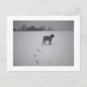 Carte Postale Wolfhound dans la neige