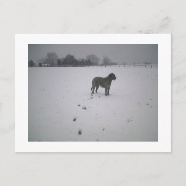 Carte Postale Wolfhound dans la neige (Devant)