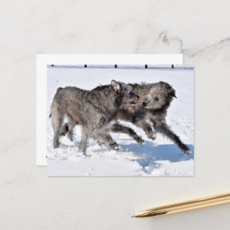 Carte Postale Wolfhounds irlandais courant à neige