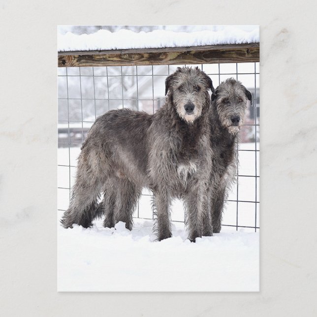 Carte Postale Wolfhounds irlandais en neige (Devant)