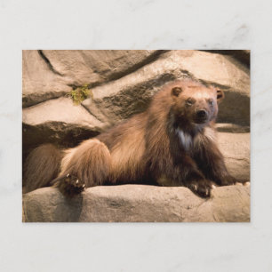 Carte Postale Wolverine