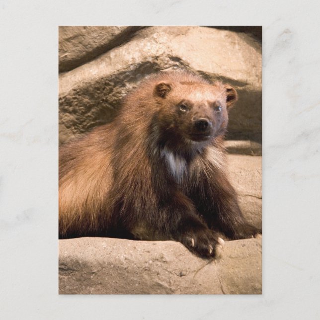 Carte Postale Wolverine (Devant)