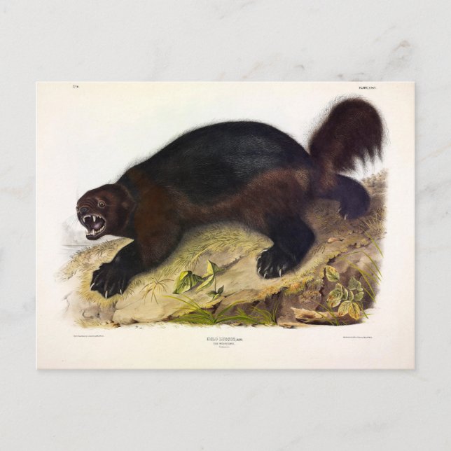 Carte Postale Wolverine ou Wolverene (Gulo gulo) par Audubon (Devant)