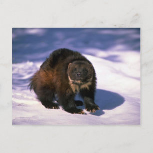 Carte Postale Wolverine sur neige