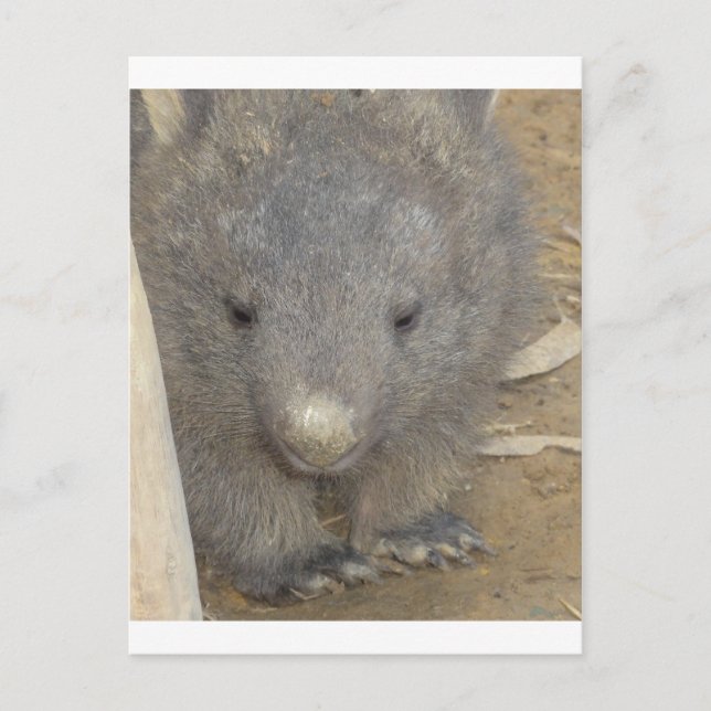 Carte Postale Wombat (Devant)