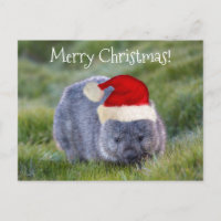 Wombat Australie Red Santa Hat Joyeux Noël