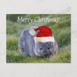 Carte Postale Wombat Australie Red Santa Hat Joyeux Noël