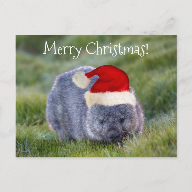 Carte Postale Wombat Australie Red Santa Hat Joyeux Noël (Devant)