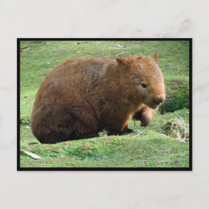 Carte Postale wombat australien