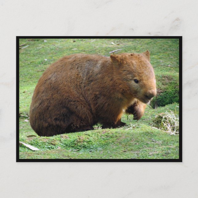 Carte Postale wombat australien (Devant)