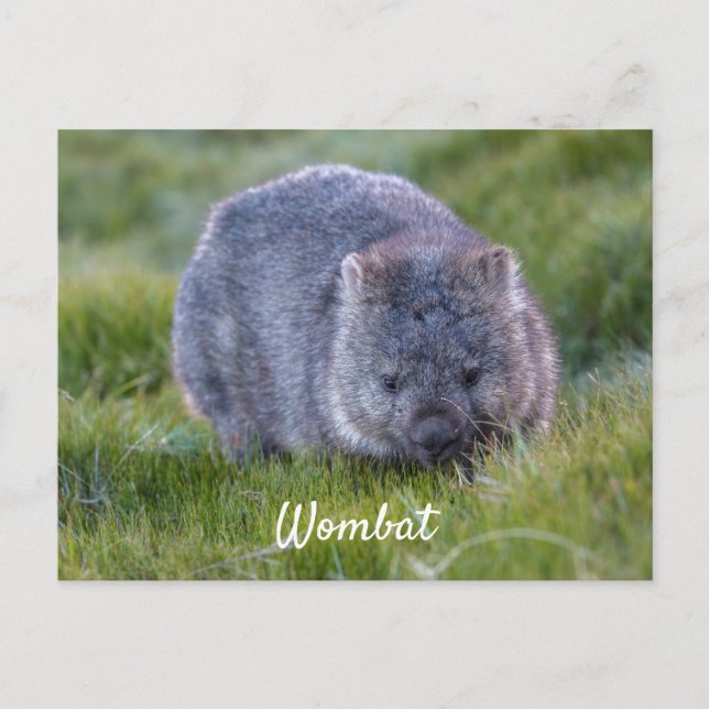 Carte Postale Wombat Mignon Personnalisé Animal Tasmanie Austral (Devant)