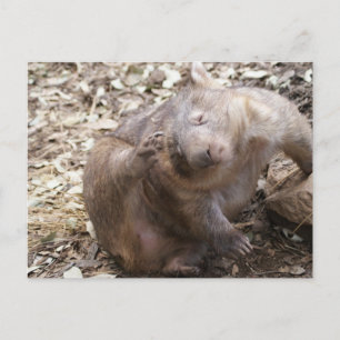 Carte Postale Wombat Scratch