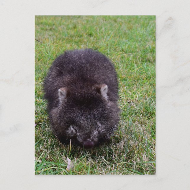 CARTE POSTALE WOMBAT TASMANIA AUSTRALIE (Devant)