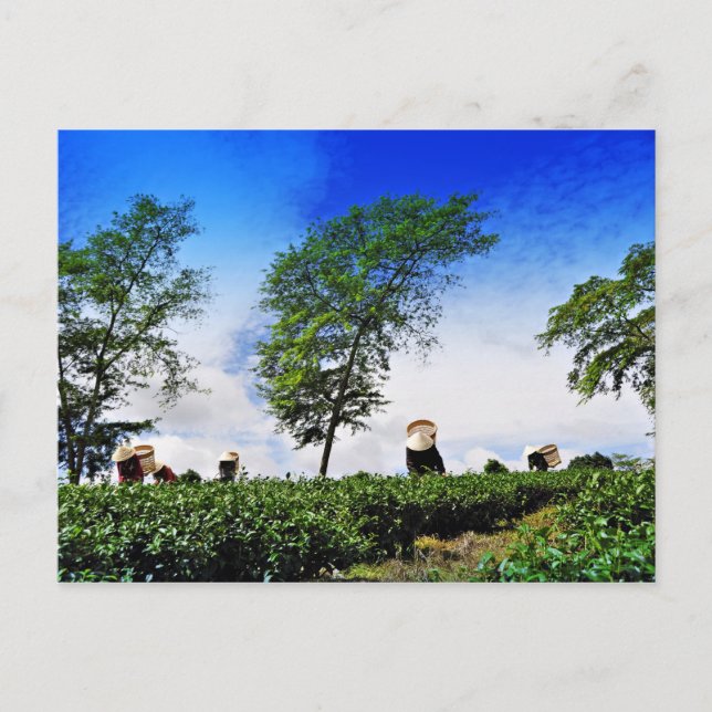 Carte Postale Women harvesting tea (Devant)