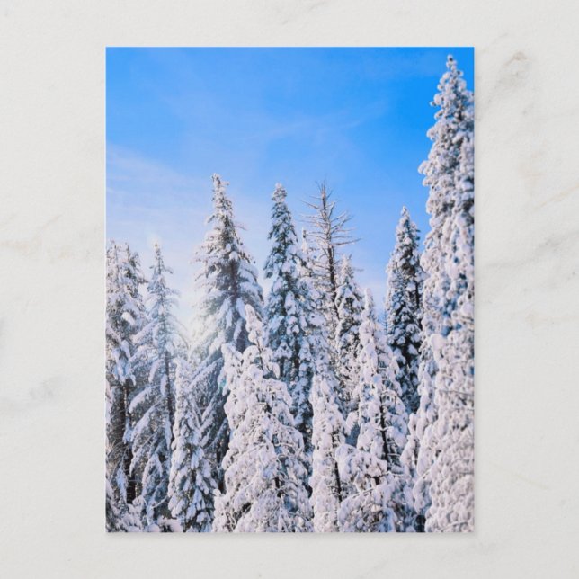 Carte Postale Wonderland Pine Trees en Neige (Devant)