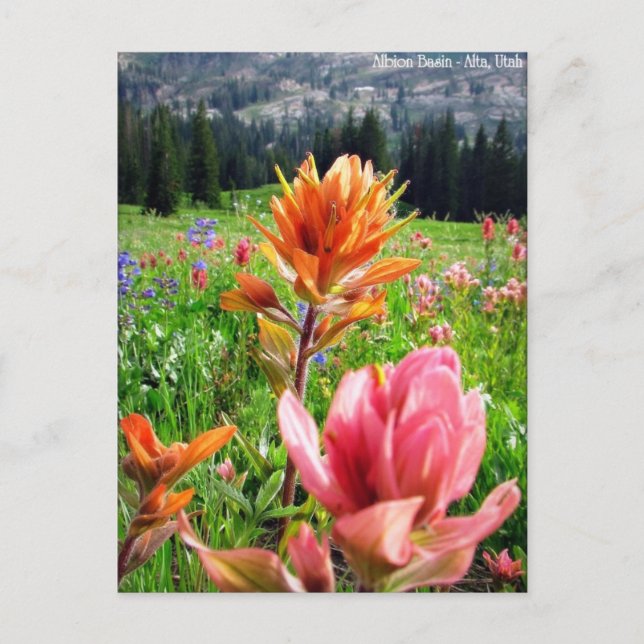 Carte Postale Wondrous Fleurs sauvages (6) (Devant)