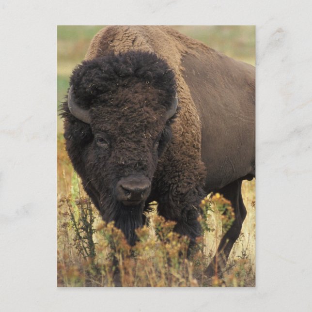 Carte postale Wood Bison (Devant)